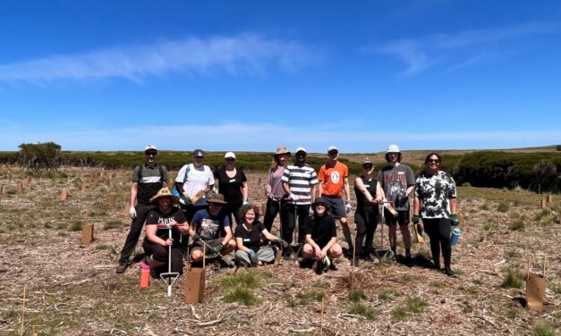 Volunteers plant 1,600 trees for the Penguin Foundation to protect Little Penguin habitat